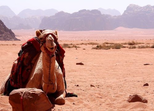 Dlaczego nurkowanie i snorkeling na Morzu Czerwonym w Hurghadzie i Marsa Alam jest tak wspaniałe